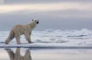 北极熊靠什么方式过冬（北极熊的生活环境和特点）