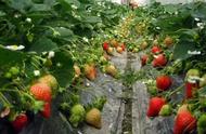 大棚冬天养殖草莓的方法（冬天大棚草莓的养护方法）