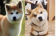 秋田犬和柴犬的区别（建议养的10种狗）