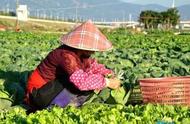 红薯藤隔年种植方法（红薯藤怎样保存到来年种植）