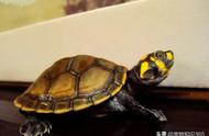 黄头龟成年的样子（最好看的黄头龟）