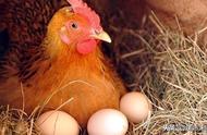 卵生动物都能每天下蛋吗（卵生动物在蛋里怎么呼吸）