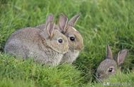 兔子为什么不吃窝边草隐含意义（兔子为什么不吃窝边草什么意思）