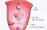 舌头的组成部分图示（舌头对应部位的示意图）