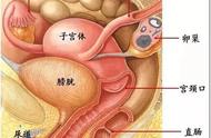 输尿管子宫直肠位置图（输尿管疼痛位置示意图）