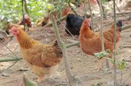 绿色环保土鸡养殖方法（生态土鸡养殖的几个小妙招）