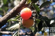 一棵火晶柿子树产量多少（火晶柿树一般几年挂果）