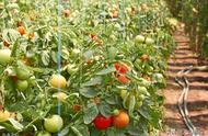 露地秋番茄种植技术（秋番茄种植时间和方法）