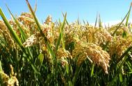 水稻什么时候播种产量高（水稻什么时候播种产量高一些）