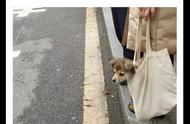 幼犬放包里可以上公交车吗（幼犬能上公交吗）