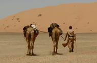 骆驼的驼峰内储存了大量的什么（骆驼的驼峰中主要储存的是什么）