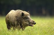 野猪是否还是国家保护动物（野猪被移出国家保护动物）