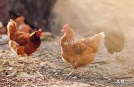 草木灰对养鸡的好处（空油桶做鸡食槽的方法）