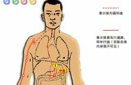 人体十二经脉循行示意图（人体的十二条经脉走向示意图）