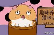 米饭怎么做猫才喜欢吃（怎么给猫制作猫饭）