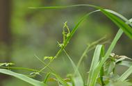 正月中旬适合种植什么蔬菜（六七月份种植什么蔬菜比较合适）