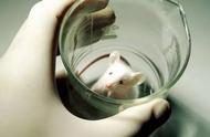 小白鼠实验为什么会死（小白鼠实验后为什么要杀死的视频）