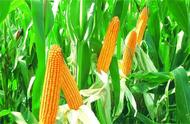 玉米种植技术及施肥方法（玉米一穴两株最佳株距）
