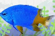蓝魔鱼饲养方法（蓝魔鱼的养殖方法）