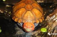 家庭养龟的龟缸（室内养龟专用大缸）