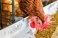 蛋鸡对蛋氨酸的需求量（蛋氨酸赖氨酸对蛋鸡有什么效果）