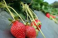 草莓最佳种植时间表（11月份种草莓晚不晚）