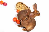 兔子能吃果子吗（兔子可以吃果子吗）