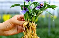 紫月荷兰花图片（100种红荷兰花图片）