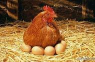 蛋鸡用哪种饲料最好（蛋鸡饲料分类及使用方法）