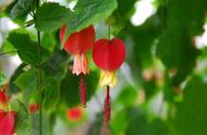 花卉介绍（一年四季花卉介绍）