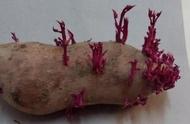 怎么种红薯盆栽图片（盆栽红薯种植方法教程图片）
