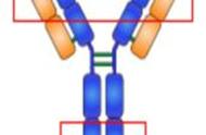 抗体各结构的功能（抗体的结构特点及主要功能）