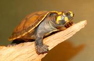 黄头龟一般长几厘米（黄头龟大了不好看）