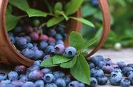 北方种植蓝莓哪种最好（蓝莓在北方种植什么品种容易成活）
