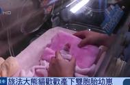 熊猫在国外生产全过程（中国熊猫生产幼崽双胞胎）