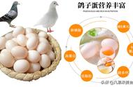 鸽子蛋怎样吃才最有营养（鸽子蛋怎么吃适合什么样的人吃）