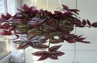 紫色吊兰的种植方法（紫色吊兰怎么养长得又快又好）