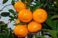 后院如何种柑橘树（坟墓可以种柑橘树吗）