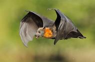 蝙蝠有羽毛吗（蝙蝠卵价值100多万）