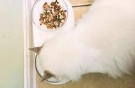 自制猫粮的做法配方（猫饭的做法大全）
