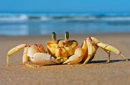 螃蟹不吃东西能活几天（螃蟹为什么冬天不进食）