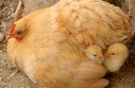 蛋鸡抱窝鸡多是什么原因（蛋鸡抱窝的原因有哪些）