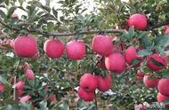 苹果树最科学简单的施肥方法（苹果树一年四季如何正确施肥）