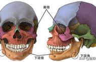 颧骨的位置图解（颧骨的标准位置图）