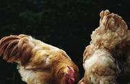 小鸡养殖技术和常出现的病症（小鸡常见病与防治的方法）