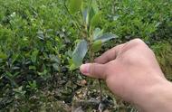 茶籽树怎么管理能高产（茶籽树的栽培方法）