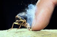 甲虫最怕吃什么（怎么判断甲虫吃没吃东西）