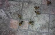 冬天蜜蜂怎么防止一窝死（蜜蜂怎么防止夏季逃跑）
