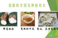 葛根的最佳种植时间（葛根的正确的栽培方法）