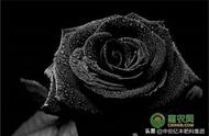 黑色玫瑰的寓意（黑色纸包玫瑰代表什么）